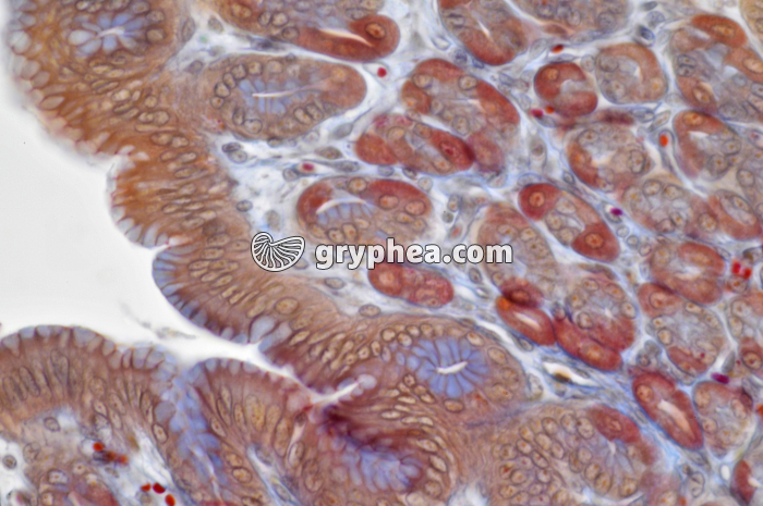 Estomac x160 - gryphea.org